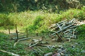 Заготовка бамбука